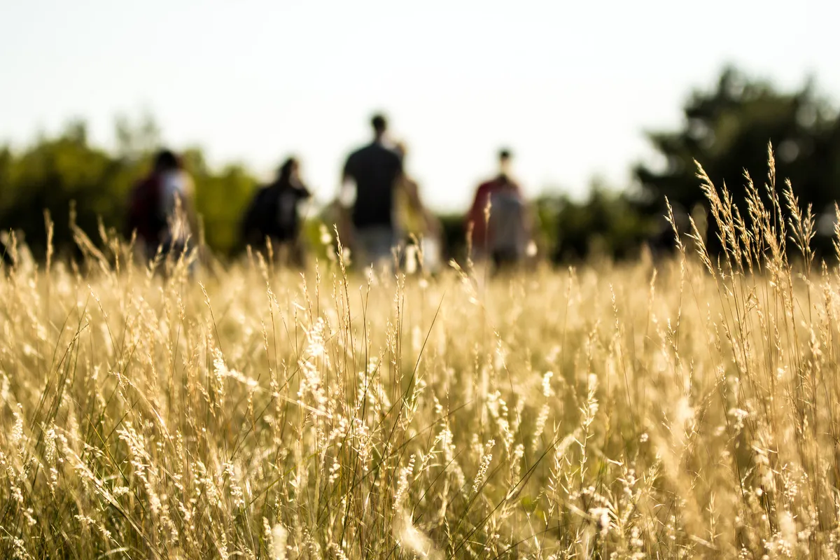 Sunlight catching golden meadow grasses, with people softly out of focus beyond